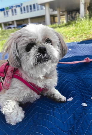 ソフィ　[メス]　１８才