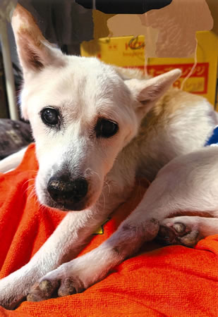 ハッピー　[オス]　１８才