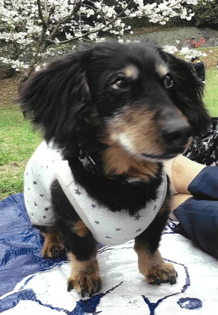 クロ　[オス]　１８才