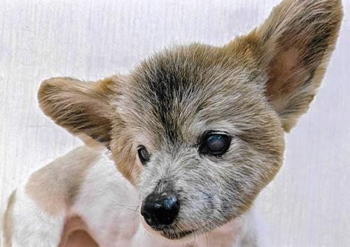 サラ　[メス]　１８才