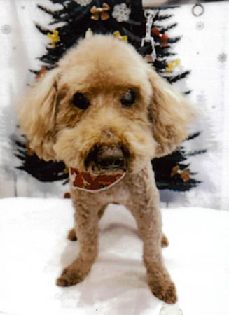 カール　[オス]　１８才