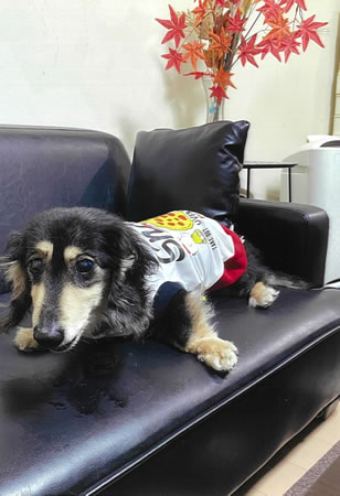 リオン　[オス]　１８才