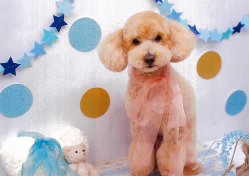 オードリー　[オス]　１８才