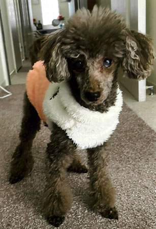 フェアリー　[メス]　１８才