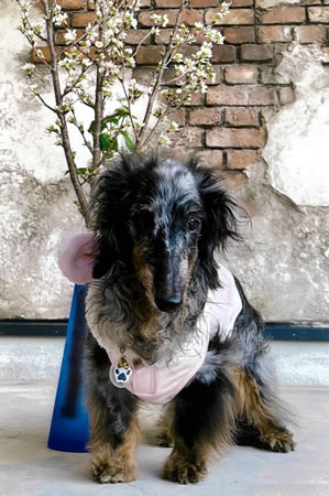 キャンディ　[メス]　１８才