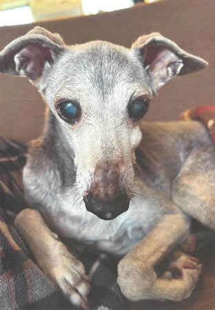 アズーリー　[オス]　１８才