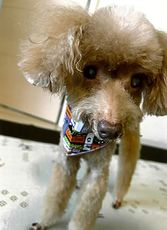 類　[オス]　１８才