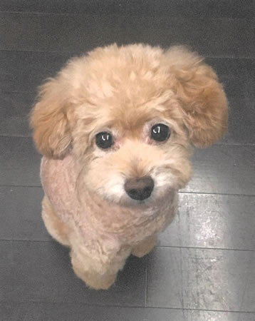 プリン　[メス]　１８才