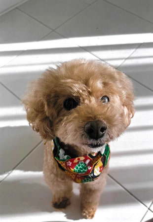 チロル　[オス]　１８才