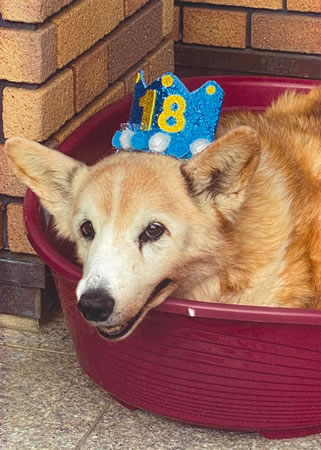 フジ　[オス]　１８才