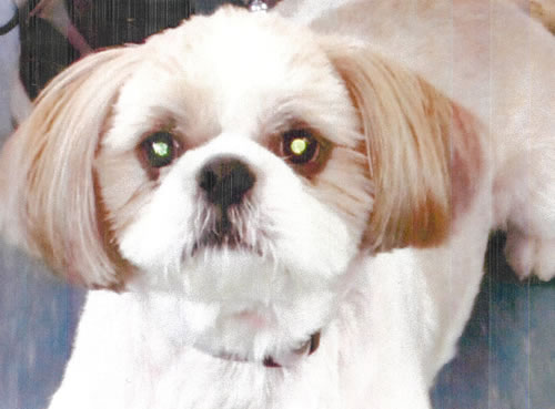 プル　[メス]　１８才