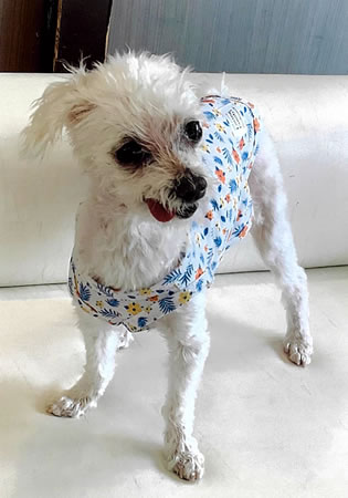 ナナ　[メス]　１８才