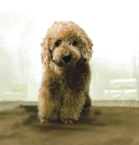 蓮　[オス]　１８才