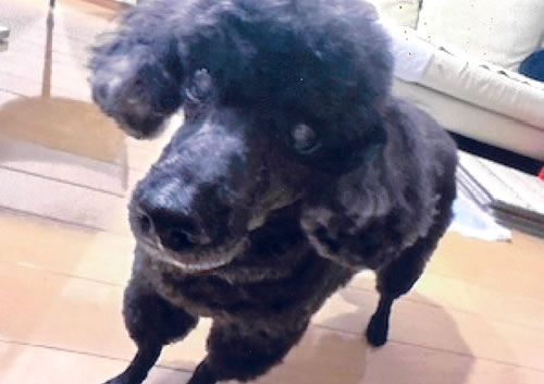 ニコ　[オス]　１８才