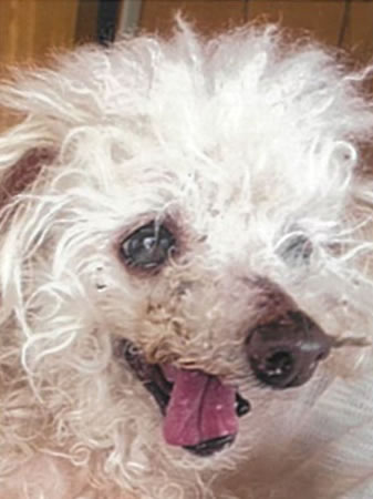 サラン　[メス]　１８才