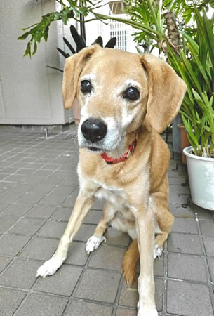 ケン　[オス]　１８才