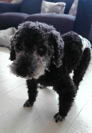 マロン　[メス]　１８才