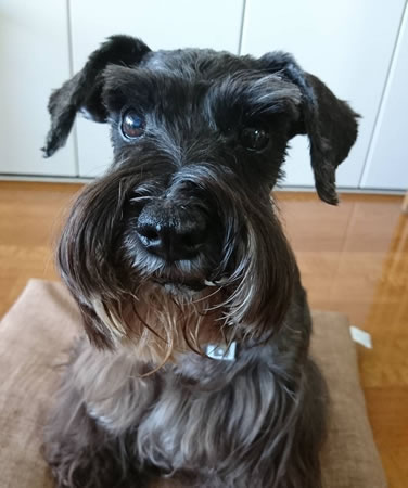 メルセデス　[メス]　１８才