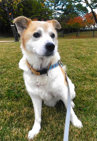 かくすけ　[オス]　１８才