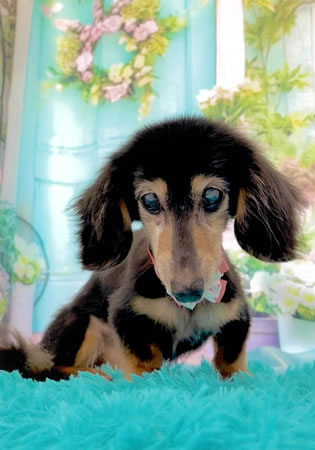 さくら　[メス]　１８才