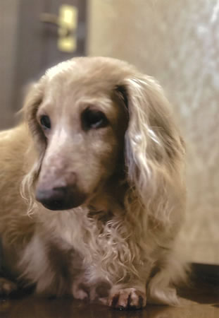 ラブ　[メス]　１８才