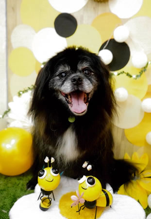 サンダー　[オス]　１８才