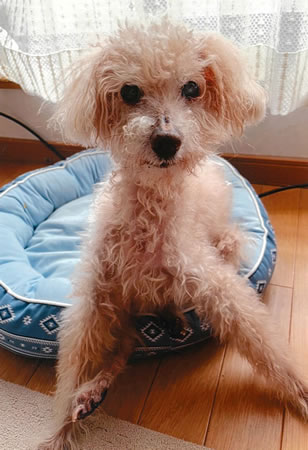 ベル　[オス]　１８才