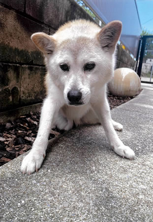 楓　[メス]　１８才